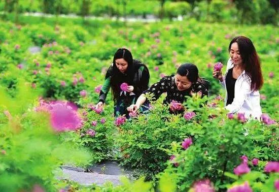 向往的田园生活的感悟,向往田园生活能让人内心宁静