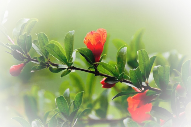 诗友原创诗歌分享,五月的唯美诗词散文