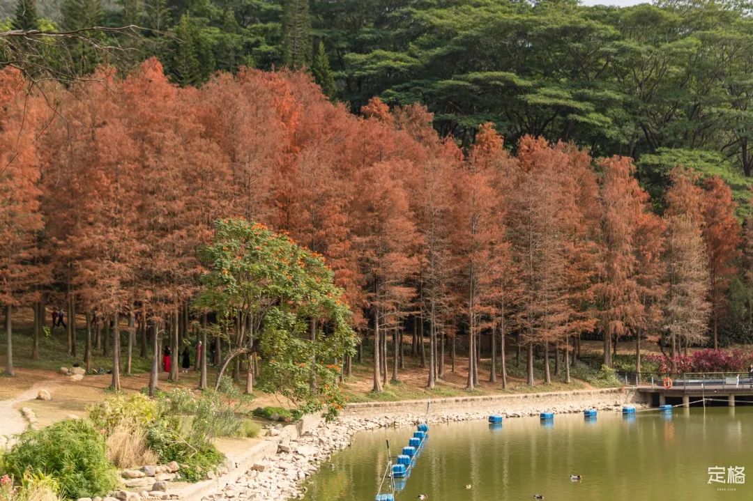莲花山为啥一夜就火了,莲花山景区