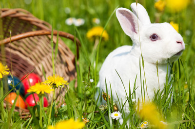 12生肖的婚配看一下,12生肖会幸福吗