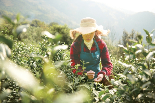 一杯醇厚甘润茶,一杯好茶润心脾