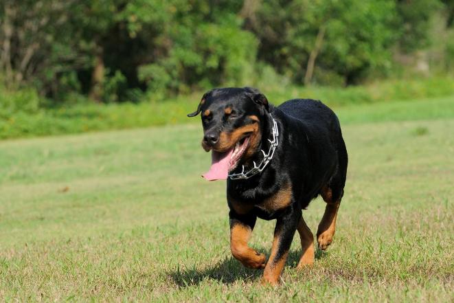 遛狗要怎么牵才不会拉,怎么遛狗才是正确的方式