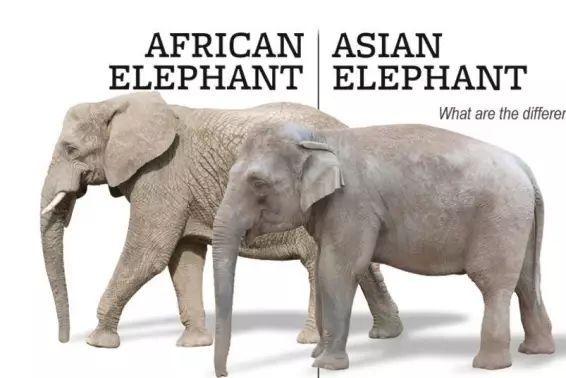 小学问|集合啦!麦粒鸟教你搞对「象」啦!