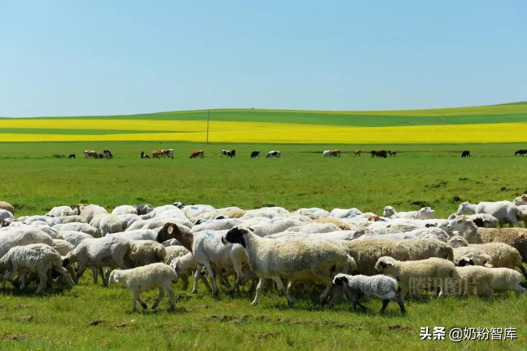 牦牛奶和驼奶哪个更适合小孩,牦牛奶与驼奶比较