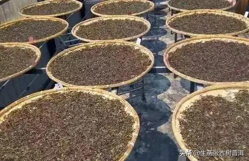 普洱茶从采摘到制作全过程,普洱生茶的制作工艺流程