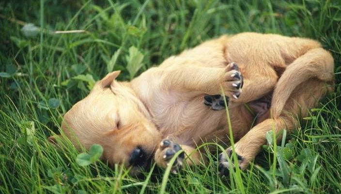 狗狗身上白皮屑怎么办,狗狗身上像头皮屑怎么回事