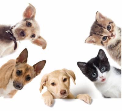 猫狗是不是不能吃了,猫狗能不能吃什么糖