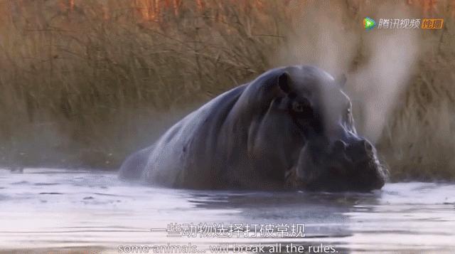 你这个坏怂，尽显渣之本色