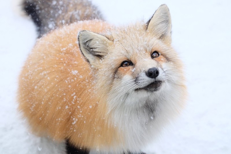 韩国冬季滑雪美景,韩国旅游攻略5-6月天气