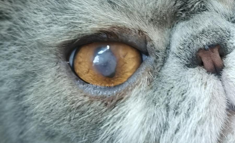 猫咪角膜坏死保守治疗,猫咪角膜坏死怎么治疗