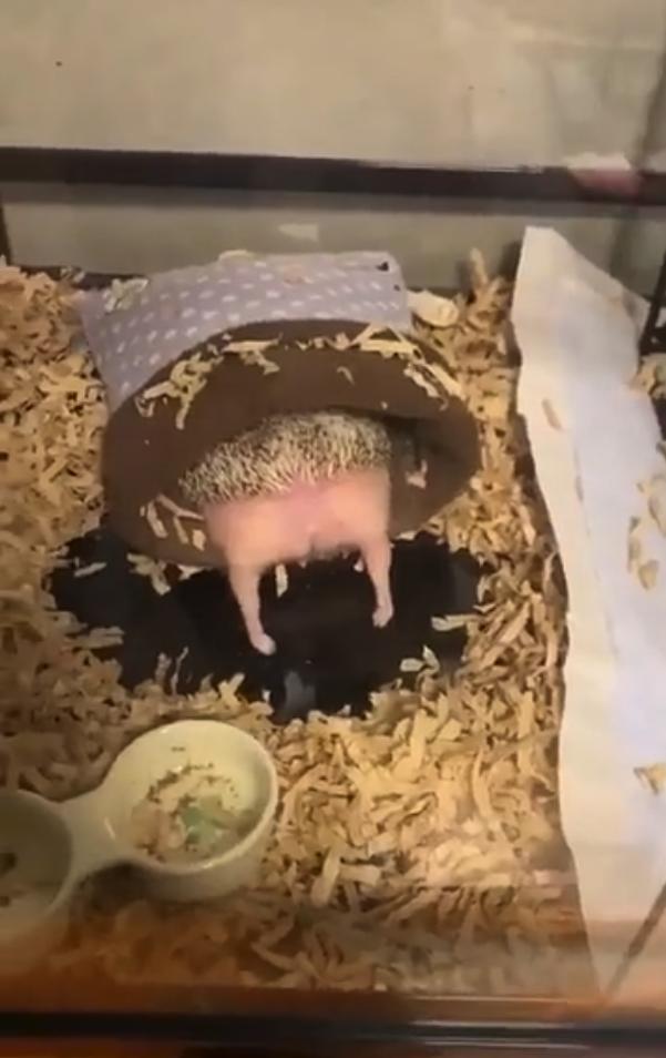 养刺猬太可爱了,养刺猬一周后的体验