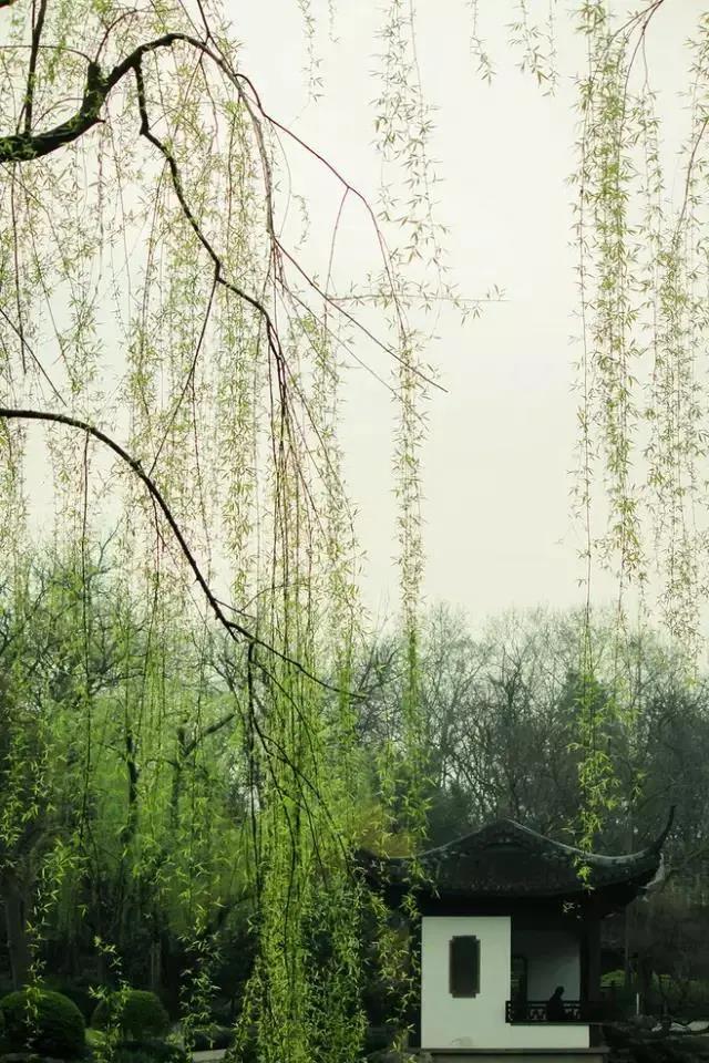 赞美春天柳树的优美句子,形容春天柳树的唯美句子