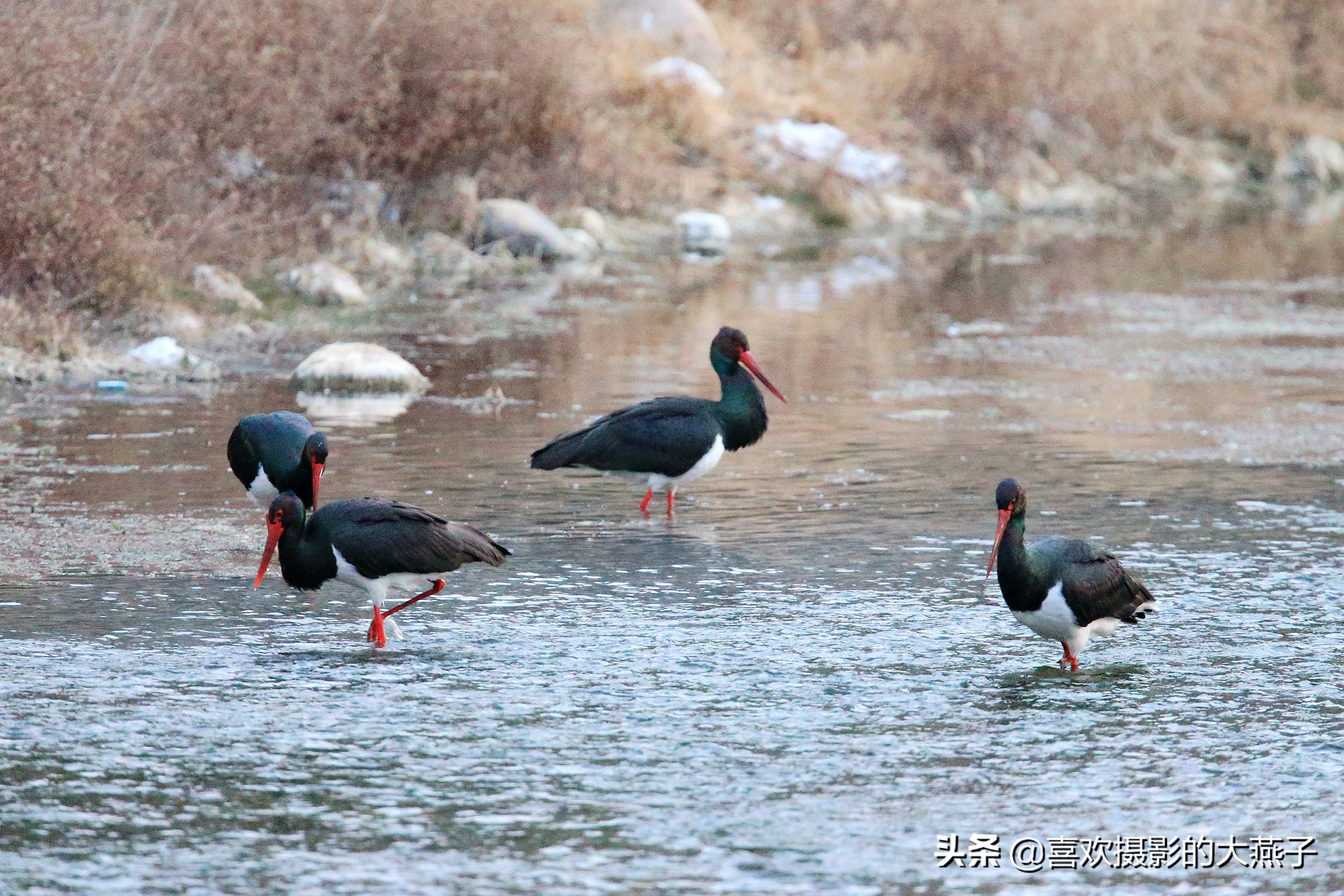 珍稀鸟类黑鹳来到河北井陉县越冬,房山十渡有什么野生动物