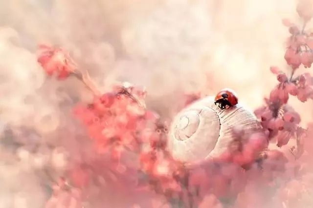 绝美花朵摄影佳作,波兰花朵摄影作品欣赏