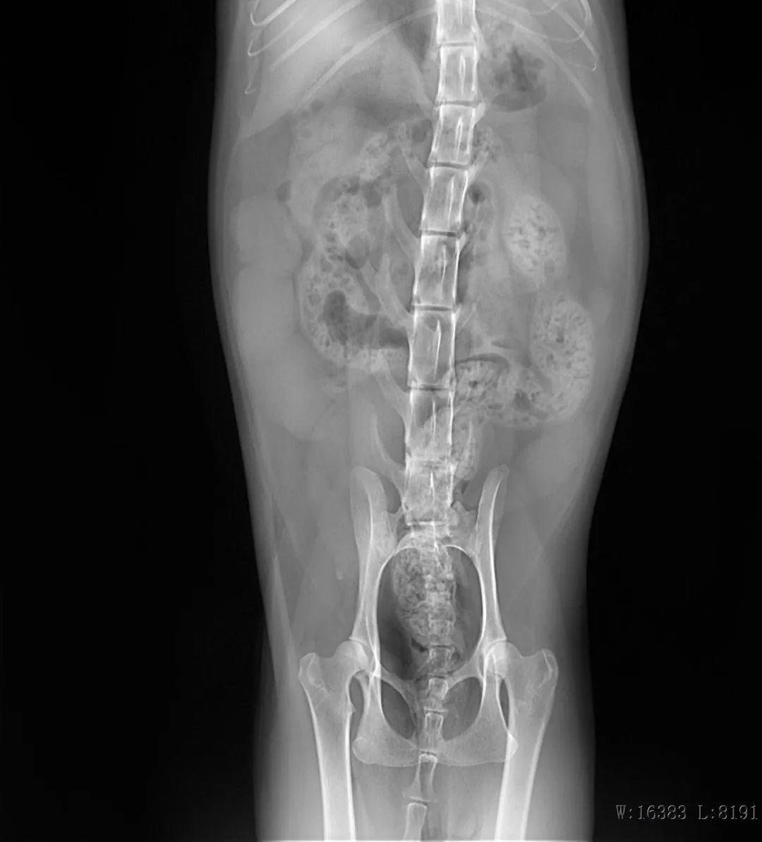 ​猫咪“甜蜜的负担”，当患有糖尿病时，应如何治疗？