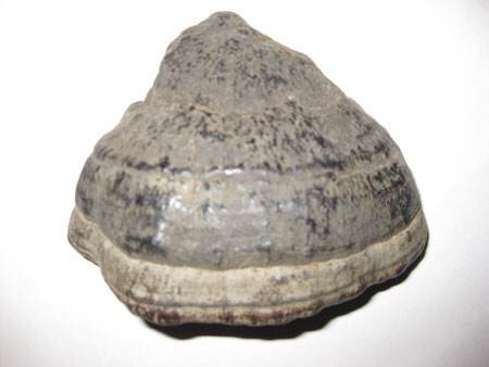 桦菌芝和桦树茸是同一种药材吗,桦菌芝有毒吗