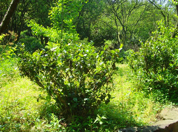红茶有几种哪种红茶最好喝,红茶有哪些最全红茶介绍