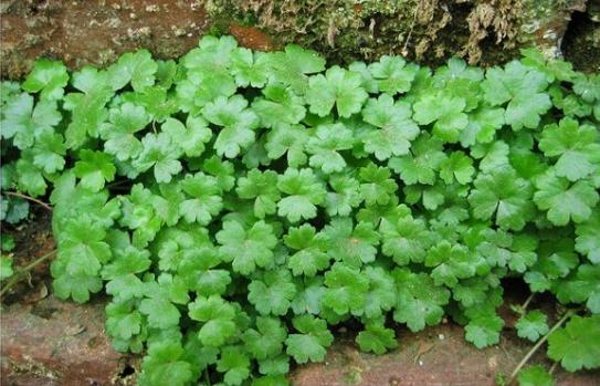 整合——28种青草药,赶快收藏备用!