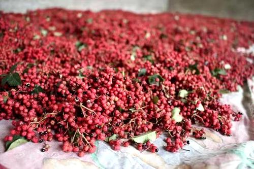 半斤陕西大红袍花椒,扶风县农林村花椒