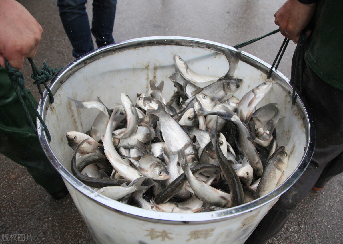 四大家鱼里为什么没有鲤鱼 (四大家鱼为什么没有鲤鱼和鲫鱼)