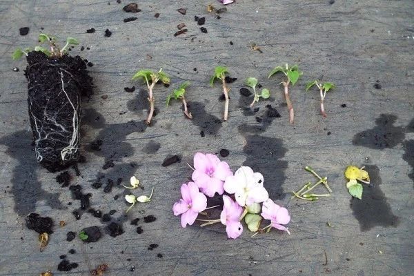 凤仙花的修剪方法和技巧,朋友家的凤仙花