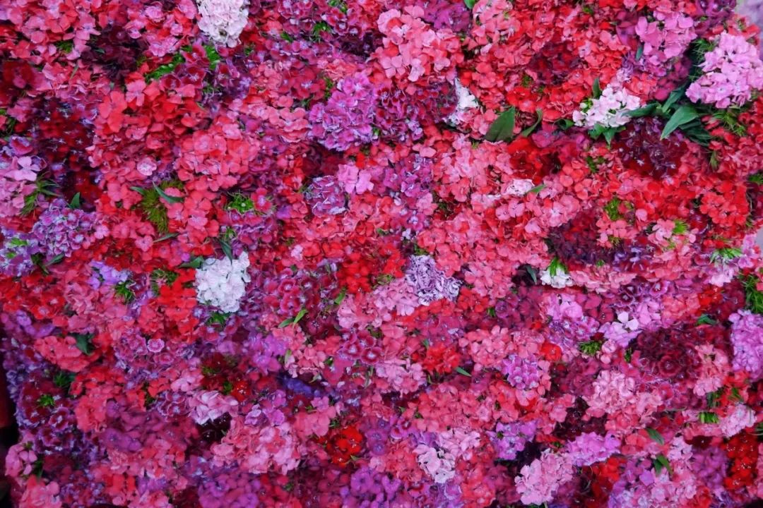 玫瑰花10支批发高原红,最好看的鲜花批发市场