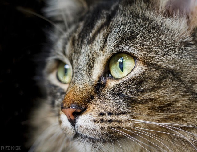 猫咪的祖先是谁准确的说一下,猫咪的祖先是怎么来到亚洲的