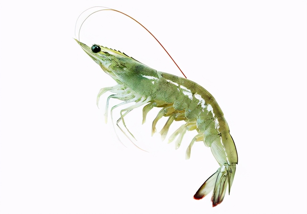 所有虾类哪种更好吃些图片,给你科普一下虾的种类