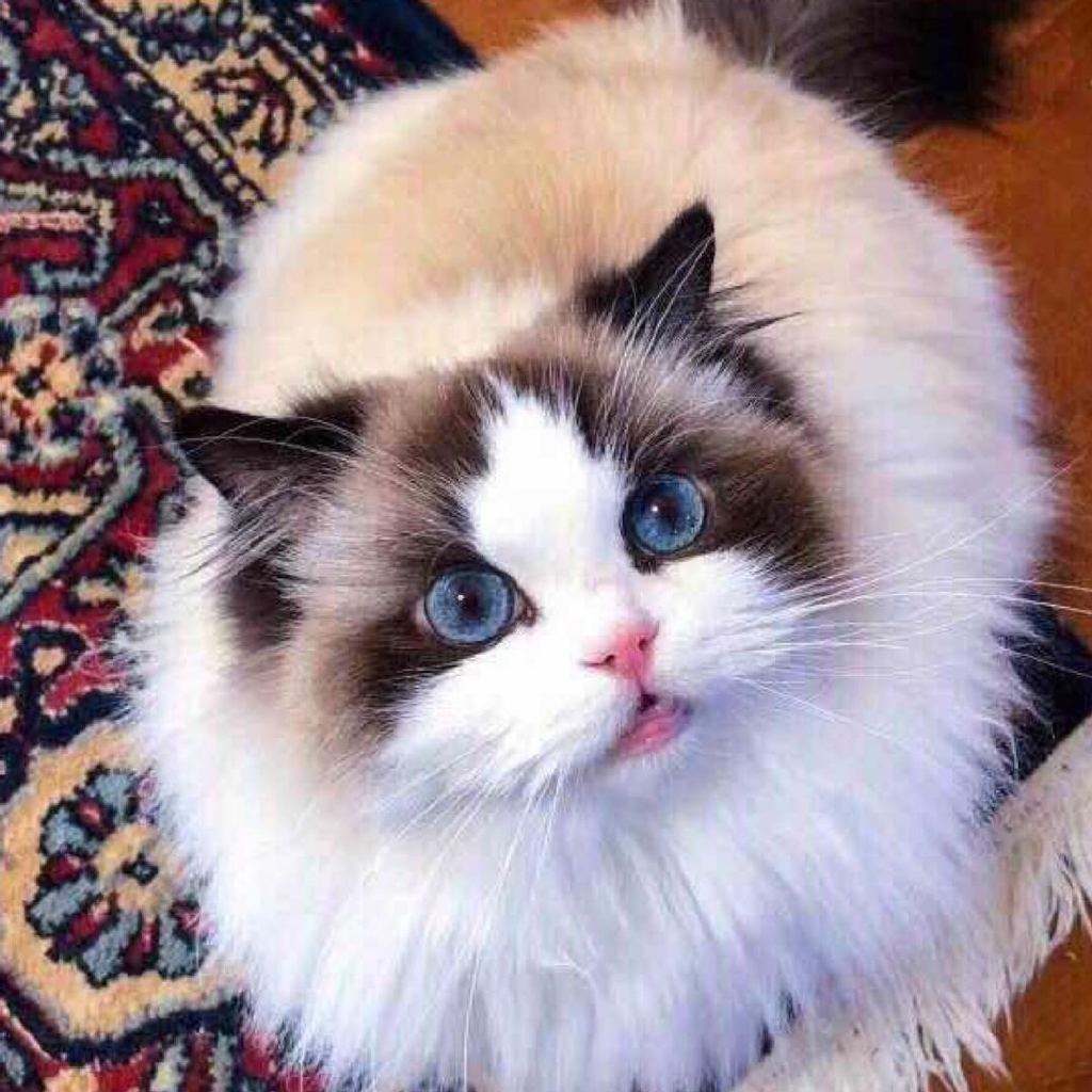 温顺的布偶,布偶猫为什么这么温顺