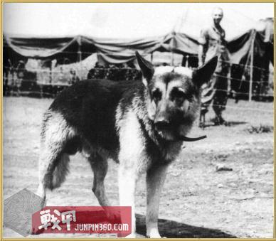 「战甲轰鸣」第一滴血中*博兰**的原型，竟是美军在越战中的超级战士？