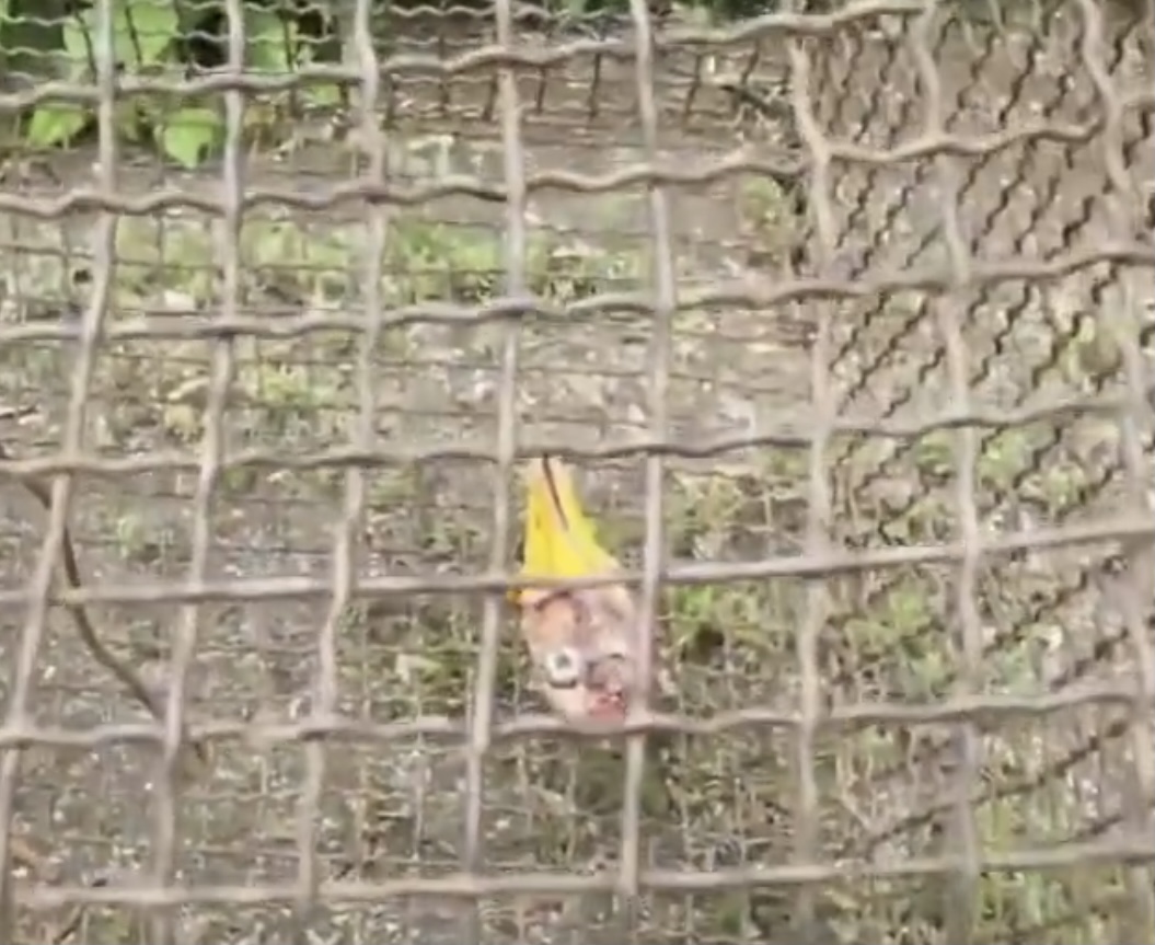 豹猫觅食咬死农户37只鸡,野生豹猫咬死家禽