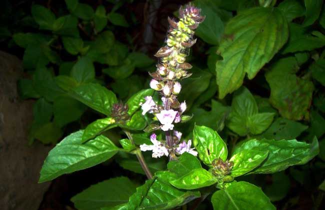 适合盆栽的四季开的野花,野花组合适合室外阳台盆栽