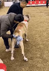 让人一看就能笑死的沙雕图片,史上最沙雕的100张图片