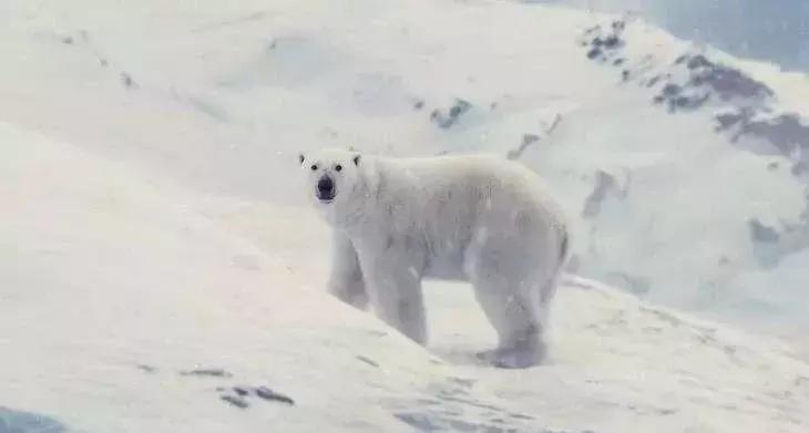 1116只鲨鱼被塑料缠住，不及余文乐发布一则视频引发的“痛感”