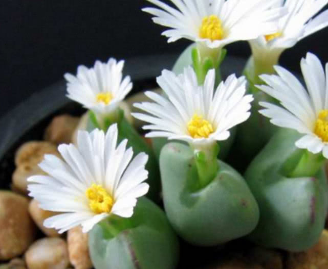 养生石花需要肥料吗,养生石花的养殖方法