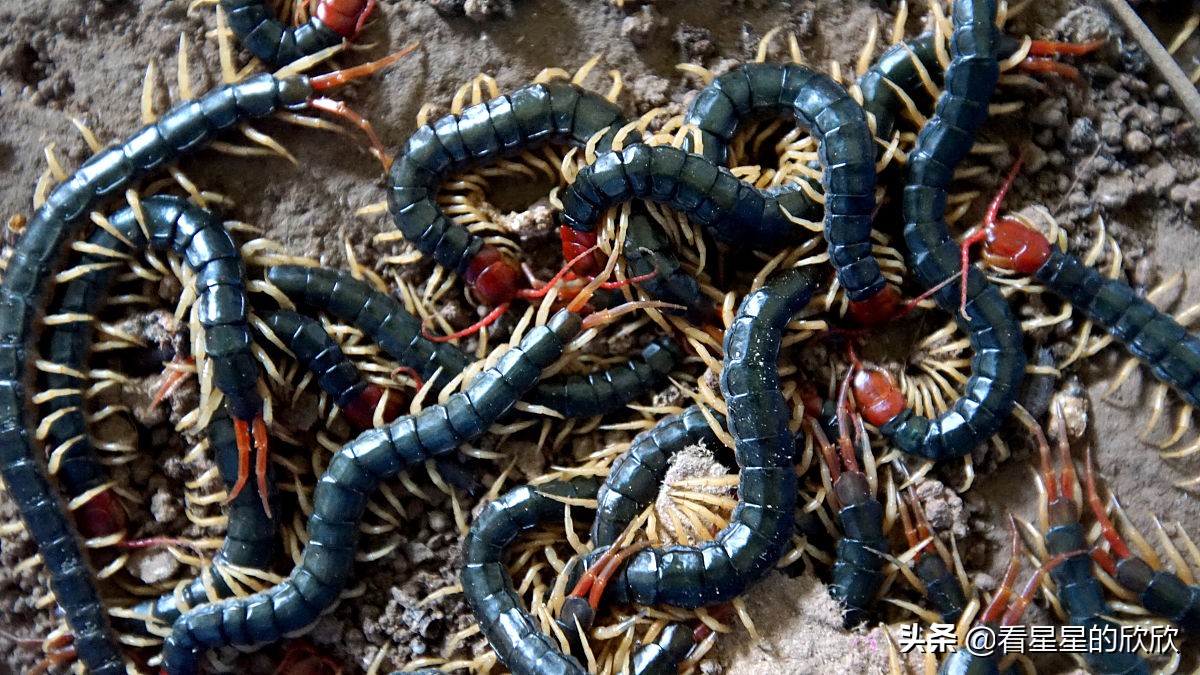 农村人挣钱有门路吗,农村赚钱小项目你值得拥有