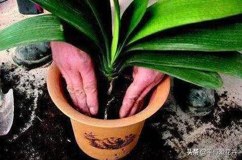 花盆土怎么做营养土,花盆板结土如何制作营养土