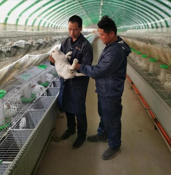 90后回家创业肉兔养殖,00后在农村创业养殖兔业