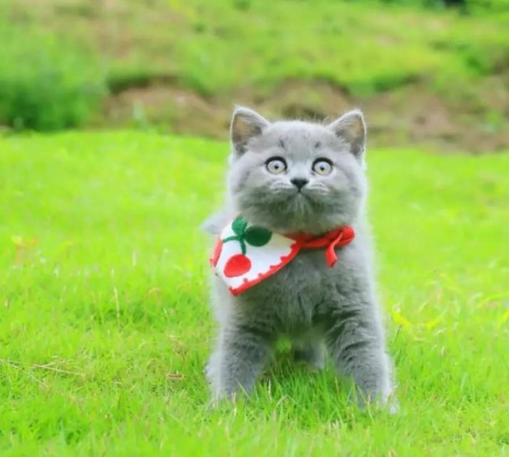 新猫到家很怕主人怎么办,新猫到家如何消除恐惧