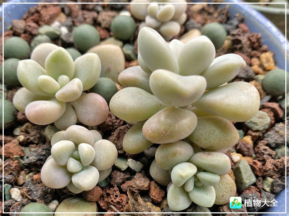 多肉植物艾伦视频,多肉植物艾伦价位