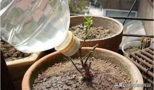 在家养花浇什么水土壤不板结,用什么肥养花才能使土壤不板结