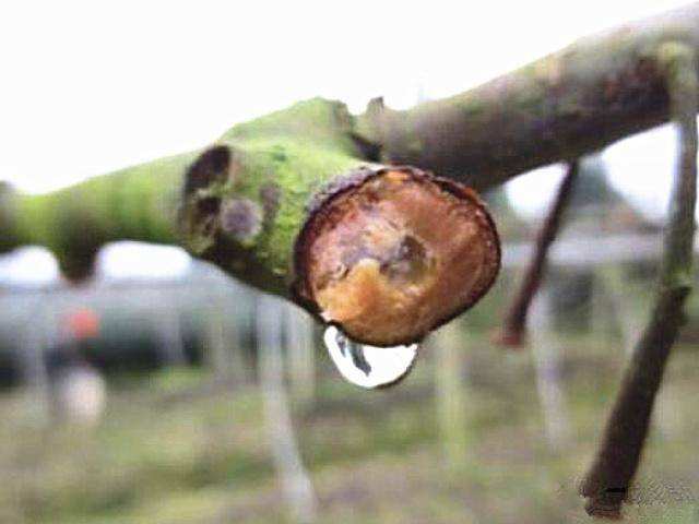 猕猴桃流清水是怎么回事,猕猴桃树流水是怎么回事