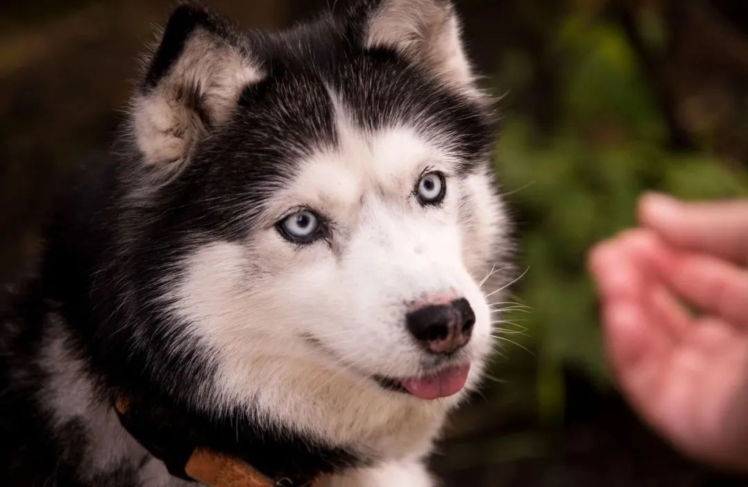 哈士奇真的傻不傻,哈士奇的8大缺点劝你最好别养