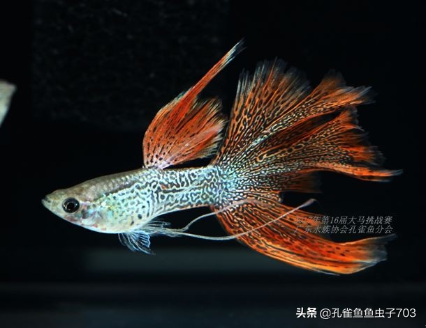 孔雀鱼100条,孔雀鱼20缸10条鱼