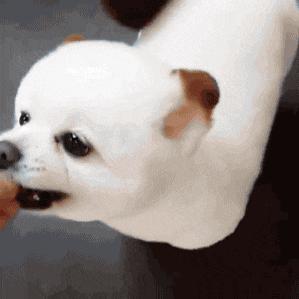 你特么放屁就放屁,对着我的脸放算是怎么回事?