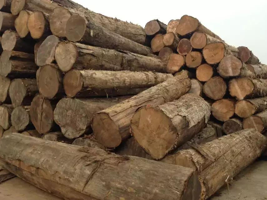 缅甸木材政策不断收紧，价格炒到天价！一公司从非洲进口60吨原木