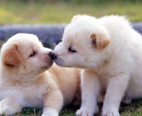 刚出生的小狗怎么喂养才能活下来,刚出生的小狗应该怎么喂养