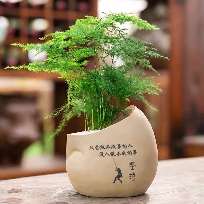 家中必养的五种花,家里养4种花高贵优雅一养就上瘾