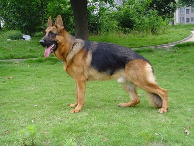 德国牧羊犬的5大优点养它不后悔,德国牧羊犬养公的还是母的好