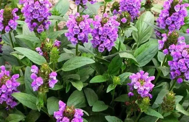 50种·蓝紫色系植物,尊享高贵典雅浪漫的视觉盛宴